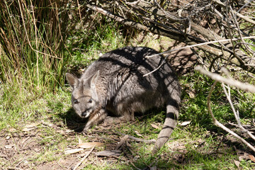 Wall Mural - the tammar wallaby is hiding in a bush