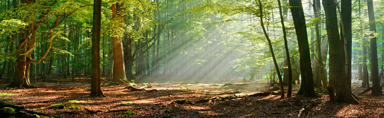Wall Mural - panoramic natural forest of old beech and oak trees with sunbeams through morning fog