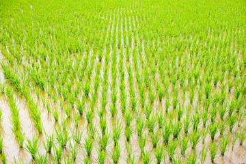 Wall Mural - Rice plant in the field,agriculture,paddy	

