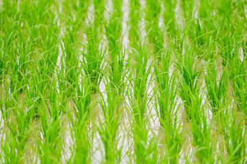 Wall Mural - beautiful rice field in Japan	