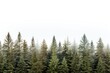 © Rawpixel.com - Pine tree forest nature backgrounds landscape.