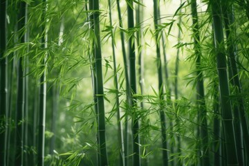 Wall Mural - Bamboo forest plant tranquility.