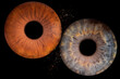© Analle - iris beauté yeux photo des yeux photos d'iris