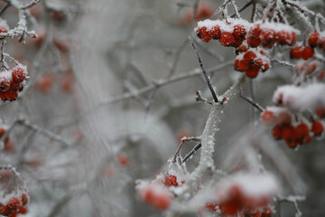 Wall Mural - White snow on a bare tree branches on a frosty winter day, close up. Natural background. Selective botanical background.