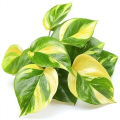 Wall Mural - Golden pothos vine showcasing vibrant green and yellow variegated leaves isolated on a white background highlighting its natural beauty