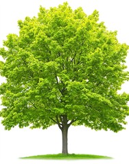 Wall Mural - Full size maple tree displaying vibrant green foliage isolated on a white background creating a striking visual
