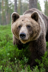 Wall Mural - Brown bear approaching in the forest