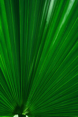 Wall Mural - abstract palm leaf textures on dark blue tone, natural green background.