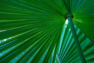 Wall Mural - abstract palm leaf textures on dark blue tone, natural green background.