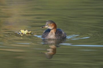 Wall Mural - Grebe swimming in calm water