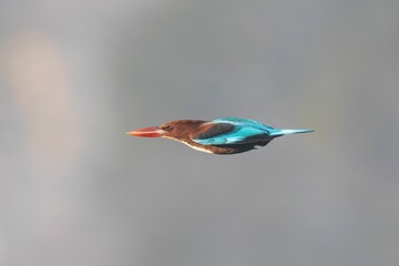 Wall Mural - Kingfisher in Flight