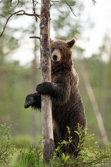 Wall Mural - Brown bear standing and hugging a tree at summer