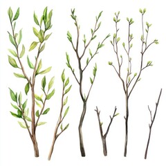 spring twigs with leaves, nature background, botanical illustration, design element