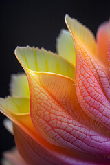 Aufkleber - A highly detailed close-up revealing the intricate ridges and vivid coloration of a Venus flytrapâ€™
