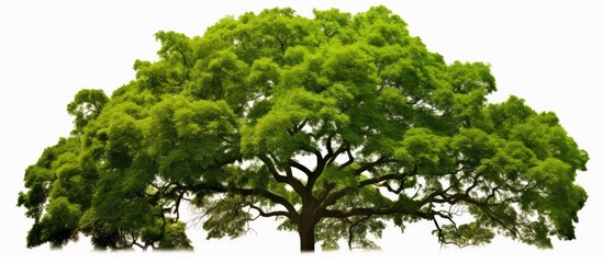 Poster - Lush green canopy tree on white background, branches spread wide, vibrant foliage in even distribution, perfect for nature-themed designs.