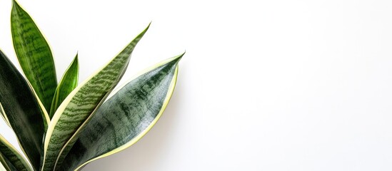 Canvas Print - Variegated Sansevieria plant positioned on the left with green and yellow edges against a bright white background highlighting its unique features