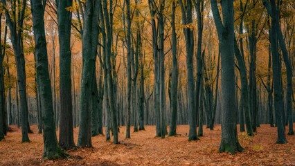 Wall Mural - Autumn forest closeup featuring tall dark trees with golden yellow and orange leaves against a soft brown leaf-covered ground creating a serene atmosphere.