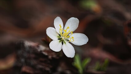 Wall Mural - Delicate white flower with yellow stamens centered on blurred dark earthy background, capturing the essence of spring and nature's beauty.