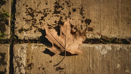 Canvas Print - A dried brown leaf lies flat against a textured concrete surface with subtle green grass patches under warm autumn sunlight in a serene setting