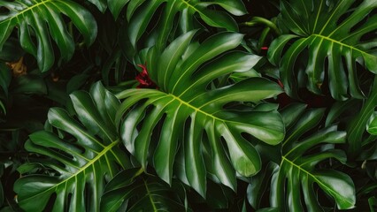 Wall Mural - Lush green Monstera leaves with deep cuts, showcasing a vibrant tropical feel against a dark background, perfect for nature-themed design projects.