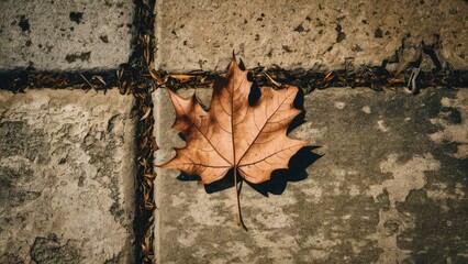 Wall Mural - Brown dry maple leaf on weathered grey concrete pavement with subtle textures and warm autumn sunlight creating shadows in a serene morning setting.