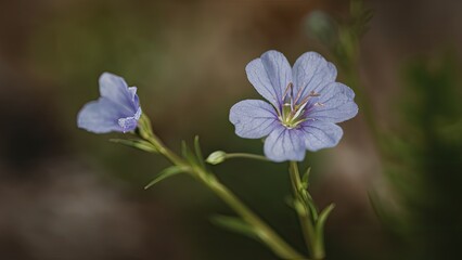 Wall Mural - Delicate pale blue wildflower with a central green pistil gracefully positioned on a slender stem against a soft, blurred natural background.