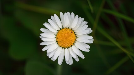 Wall Mural - White daisy wildflower with vibrant yellow center atop green grass background showcasing natural beauty and delicate features in close-up view.