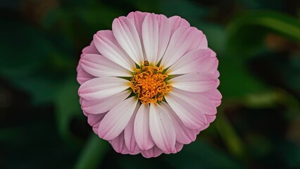 Wall Mural - Pink flower with white petals and a yellow center, viewed from above, surrounded by deep green foliage, showcasing vibrant natural beauty.