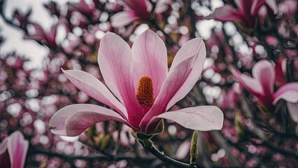 Canvas Print - Vibrant pink magnolia flower in sharp focus against a softly blurred white background highlighting its intricate details and textures.