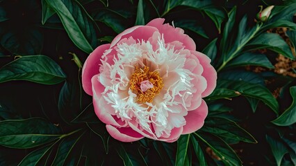 Wall Mural - Delicate pink peony blooms with white edges, centered among vibrant green leaves, creating a lush botanical scene in natural lighting.