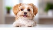© Stocker - Happy Havanese puppy looking adorable on a white background. Generative AI