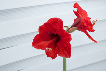 Wall Mural - Close up of elegant red amaryllis flowers on white background 