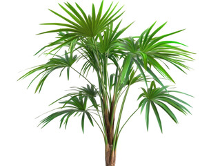 Wall Mural - Isolated Delicate Palm Plant