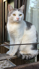 Wall Mural - portrait of white cat sitting on the balcony and yawning 