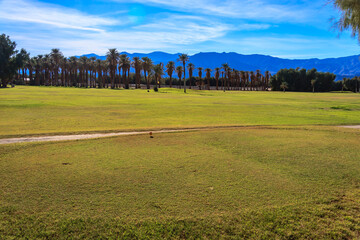 Wall Mural - A large field with a few palm trees in the background