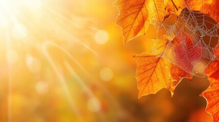 Poster - Close up of vibrant autumn leaves and delicate cobweb capturing sunlight with bokeh effect ideal for nature themed text and designs