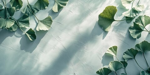 Leinwandbilder - Ginkgo Biloba Leaves on Soft Textured Background with Shadows and Copy Space for Creative Design Elements