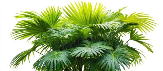 Leinwandbilder - Lush green palm tree with vibrant leaves isolated on white background perfect for design projects and templates seeking ample copy space.
