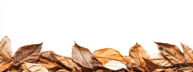 Poster - Dried autumn leaves arranged on a white background creating a natural frame with ample space for text or design elements