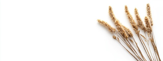 Fototapete - Dried horsetail plant arrangement on white background with ample copy space for natural and botanical-themed designs and text