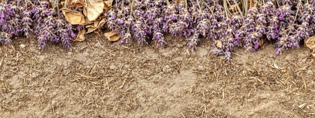 Leinwandbilder - Dried lavender flowers arranged on a textured surface with empty space for environmental impact text or design elements