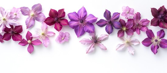 Aufkleber - Vibrant Clewellis Flowers Close-Up on White Background with Ample Space for Text and Design Elements