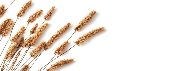 Leinwandbilder - Dried horsetail plant on white background with ample copy space for natural or botanical themed designs and text placement.