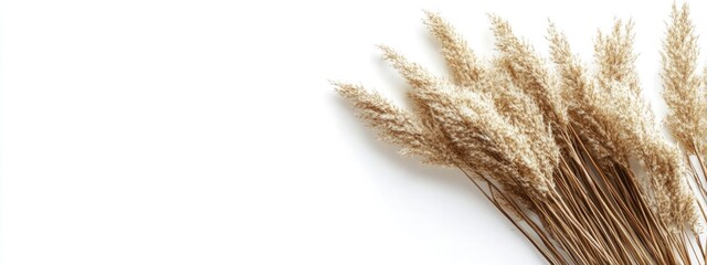 Aufkleber - Dried Pampas Grass Floral Bouquet Isolated on White Background with Space for Text and Design Elements