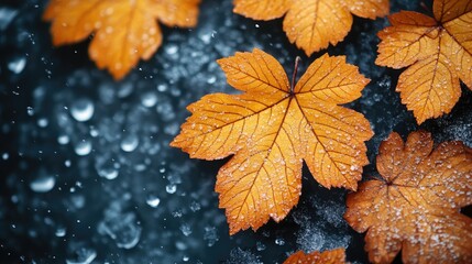 Aufkleber - Autumn leaves on snow with water droplets showcasing seasonal transition and nature's beauty in a dark, moody background.