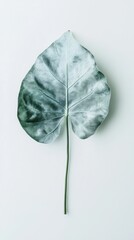 Wall Mural - Delicate Green Leaf with Intricate Veins - A Minimalist Botanical Print