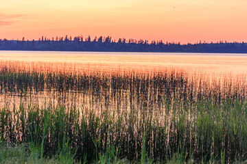 Wall Mural - a field of tall grass with a lake in the background