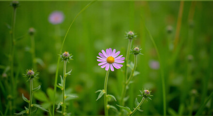 Poster - flowers in the grass, flower, dandelion, nature, grass, plant, spring, summer, yellow, flowers, meadow, garden, field, blossom, flora, daisy, beauty, blooming, bee, wild, macro, herb, petal, bloom, bo