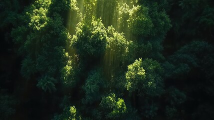Wall Mural - sunbeams filter through the dense canopy of a forest from an aerial perspective