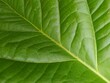 © Azuhairi - Close-Up of Green Leaf Texture with Natural Patterns. Batu kajang - January 27, 2025